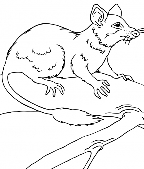 Cute jerboa coloring page