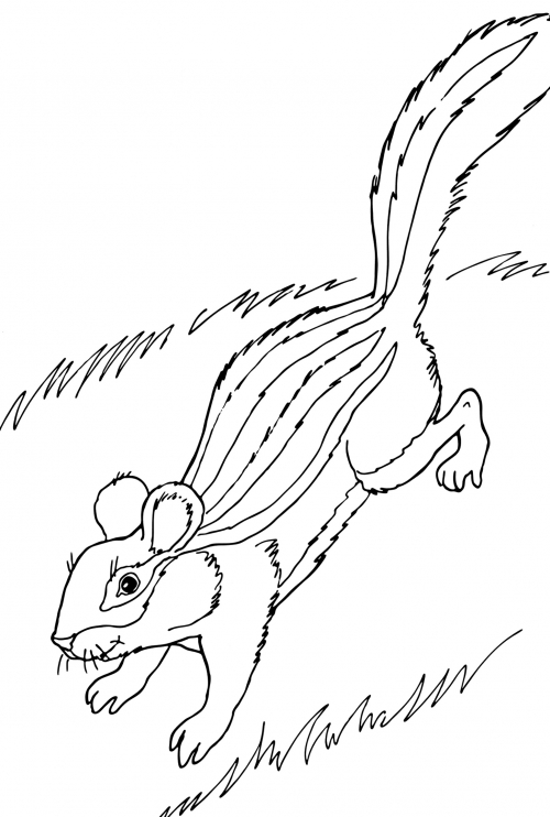 Funny chipmunk coloring page