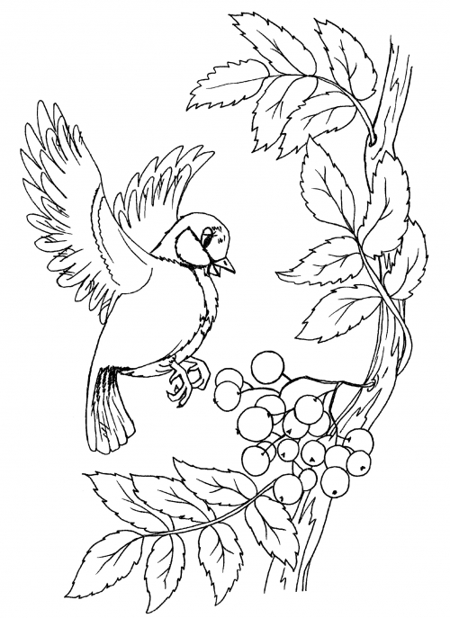 Sparrow at the rowan tree coloring page