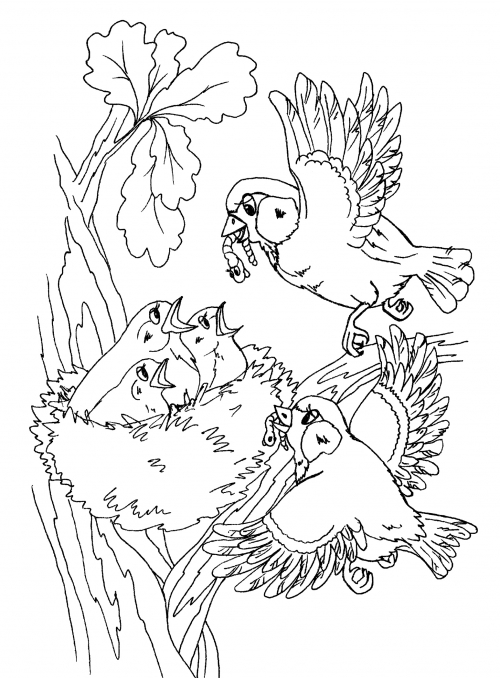 Sparrows with chicks coloring page