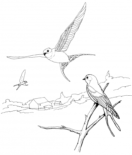 Barn swallow in flight coloring page