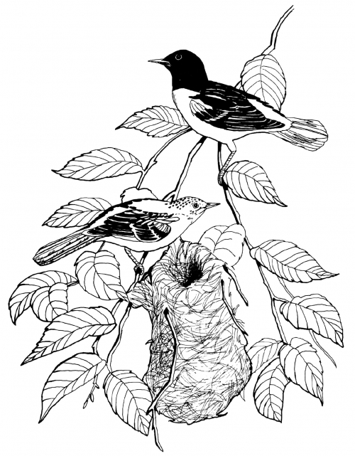 Baltimore oriole nesting coloring page