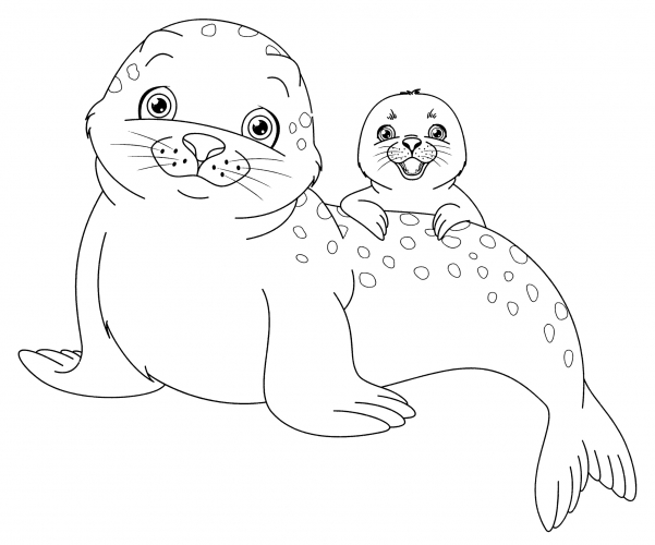 Beautiful seals coloring page