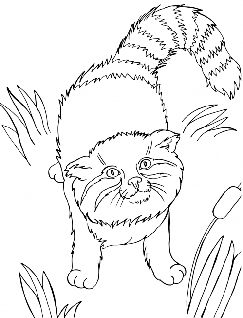 Good manul coloring page