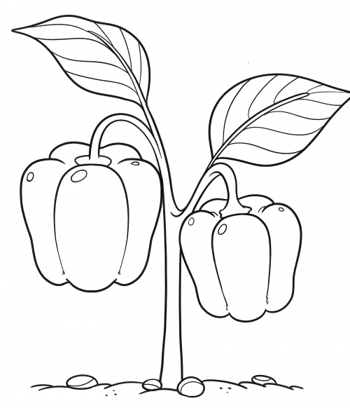 Two peppers on a twig coloring page