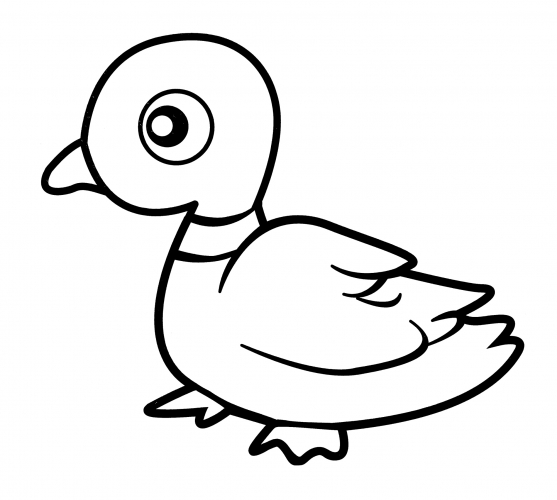 Nice mallard coloring page