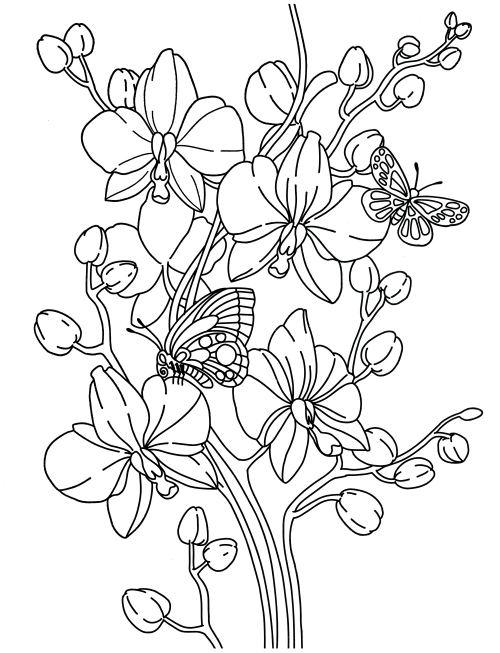 Butterflies and orchids coloring page