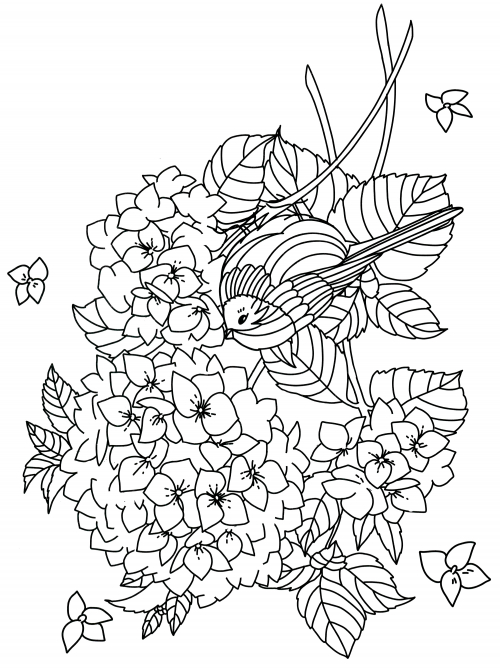 Hydrangea bushes coloring page