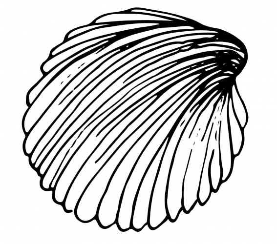 Realistic seashell coloring page