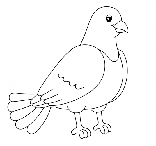 Realistic pigeon coloring page