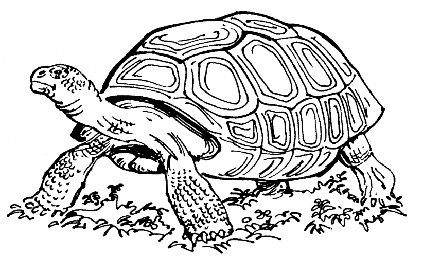 Realistic tortoise coloring page