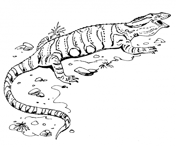 Realistic lizard coloring page