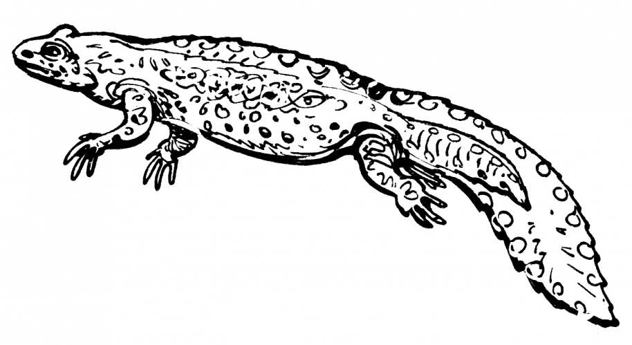 Realistic monitor lizard coloring page