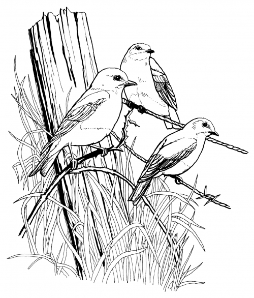 Eastern bluebirds coloring page