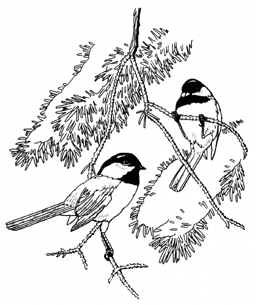 Black-capped chickadees coloring page