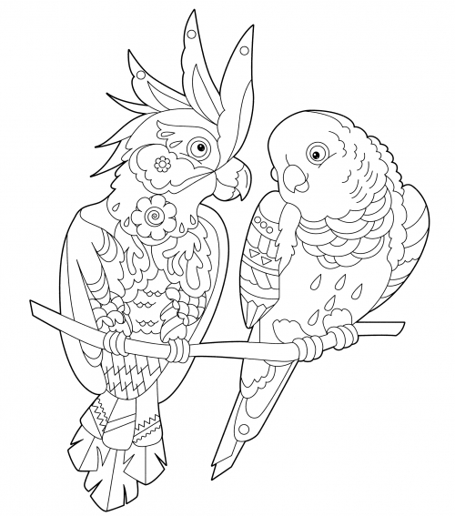 Cockatoo parrots coloring page