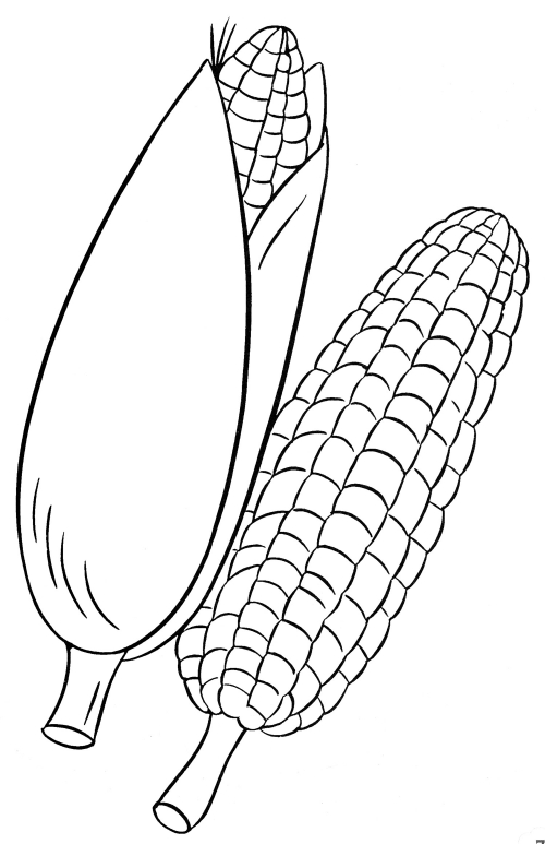 Juicy corn coloring page