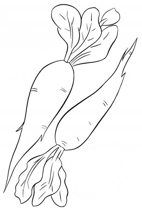 Two ripe radishes coloring page