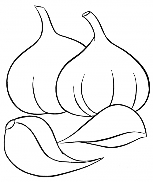 Delicious garlic coloring page