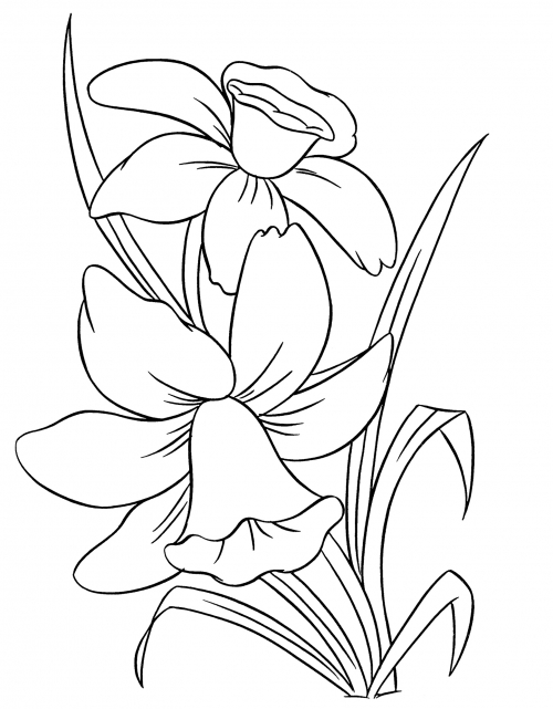 Two lush daffodils coloring page