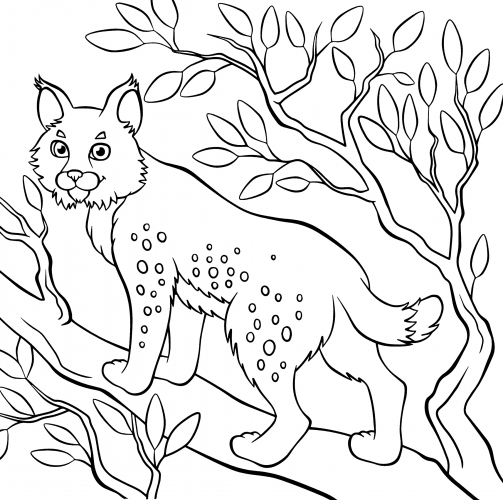 Wild lynx in the forest coloring page