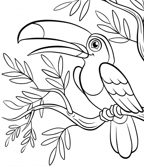 Beautiful Toucan coloring page