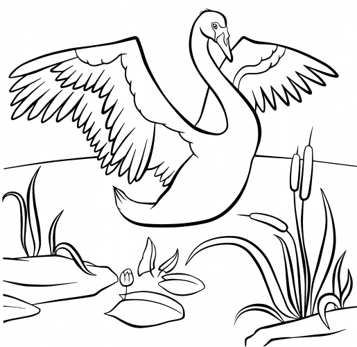 Swan with spread wings coloring page