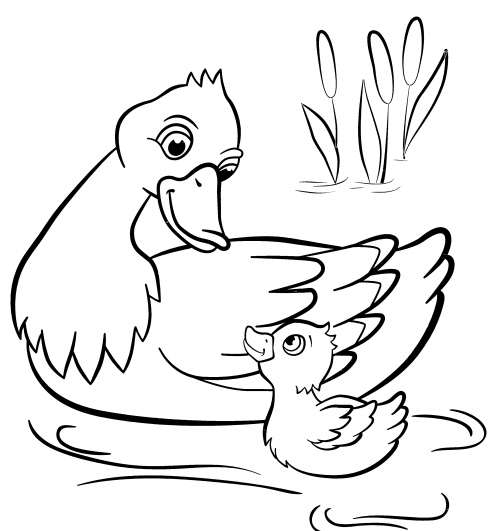 Ducks are swimming on the lake coloring page