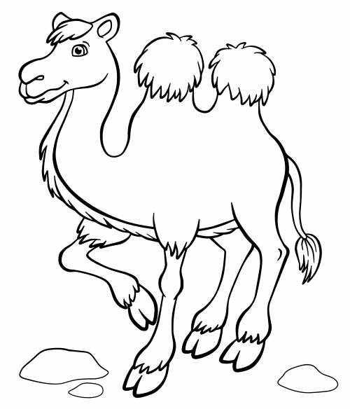 Camel with shaggy humps coloring page