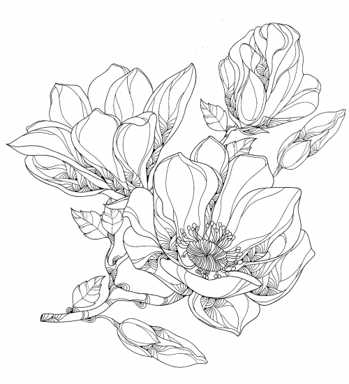 Delicate magnolias coloring page