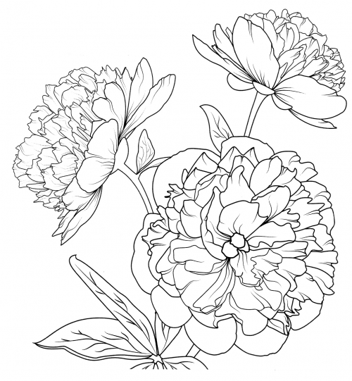 Lush peonies coloring page