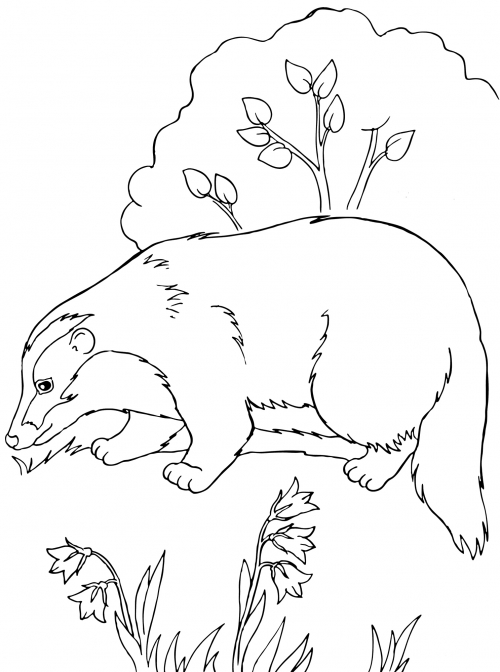 Careful Badger coloring page