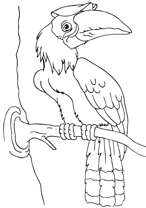 Hornbill bird coloring page