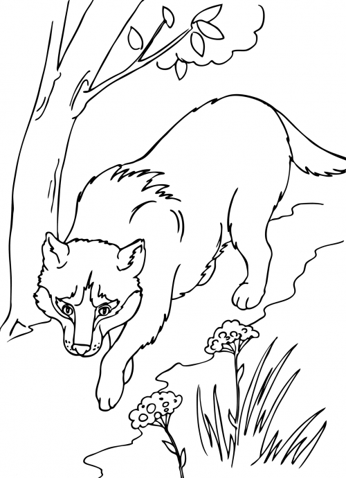 Red Wolf coloring page