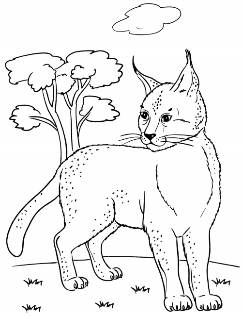 Forest Lynx coloring page