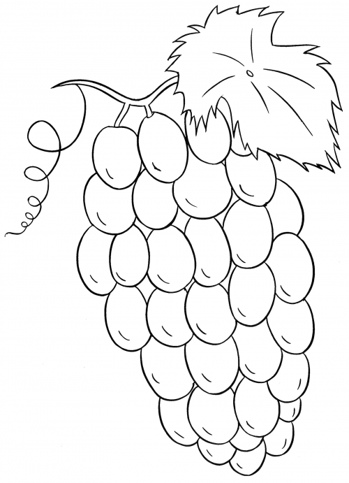 Beautiful bunch of grapes coloring page