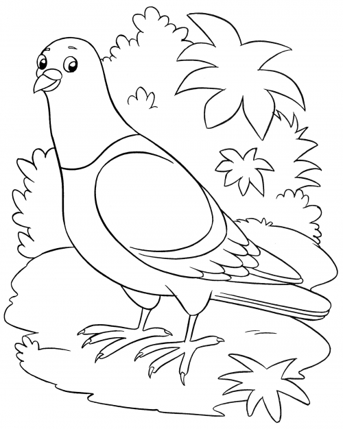 Pigeon on the lawn coloring page