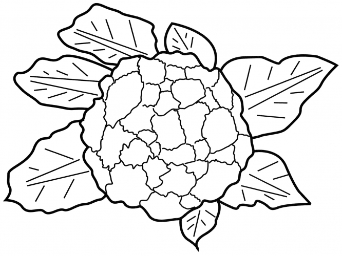 Сauliflower head coloring page