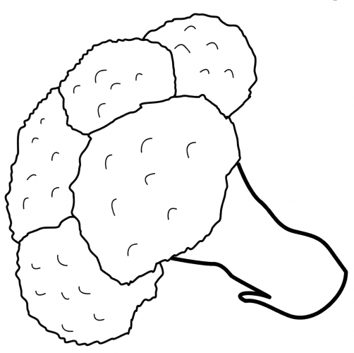 Fresh broccoli coloring page