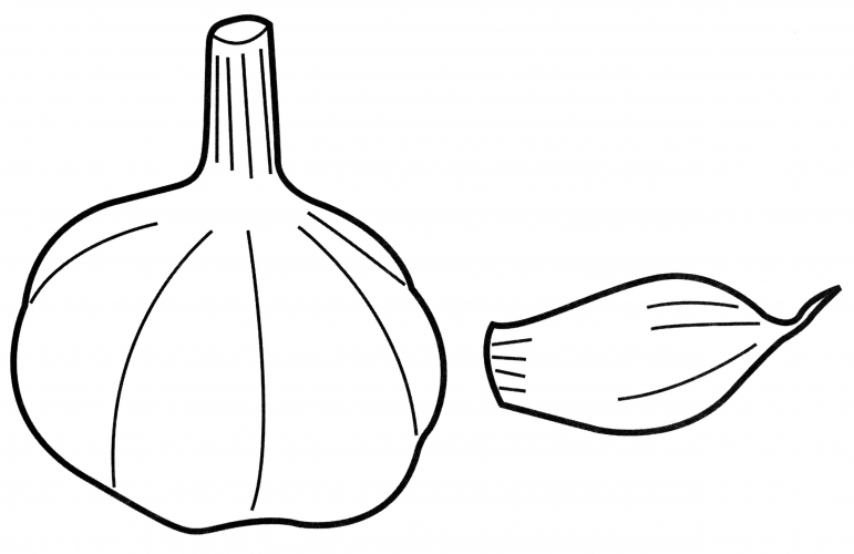 Clove of garlic coloring page