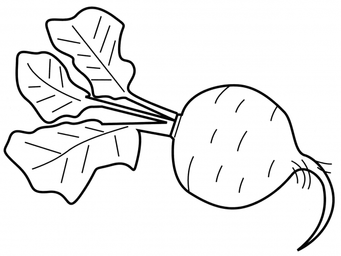 Delicious radish coloring page