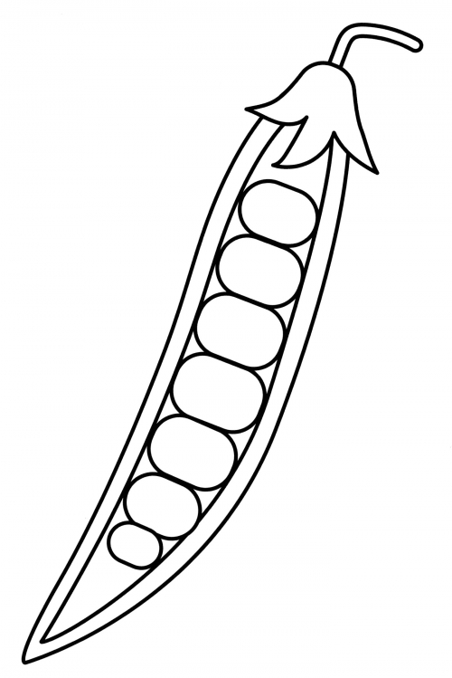 Pod of ripe peas coloring page