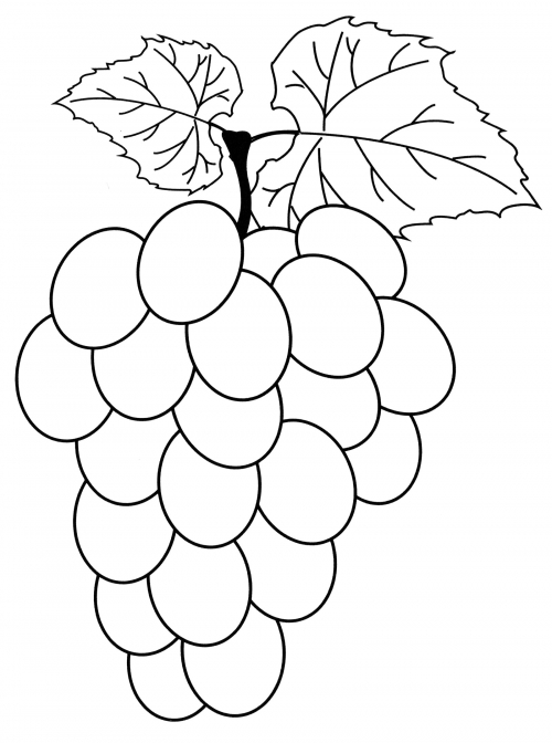 Sprig of ripe grapes coloring page