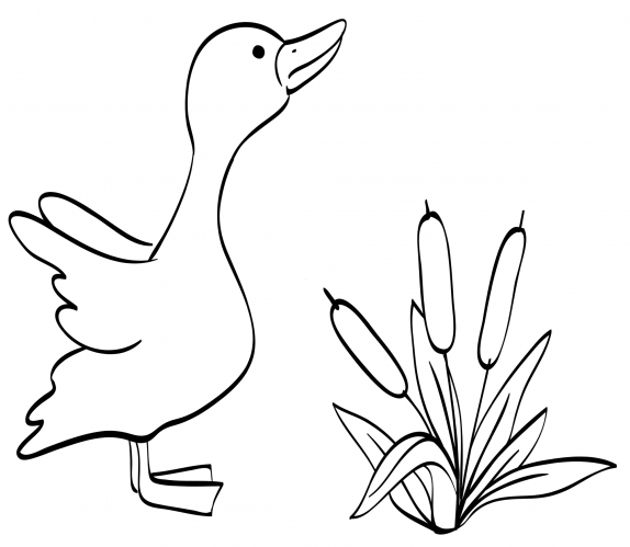 Duck in the reeds coloring page