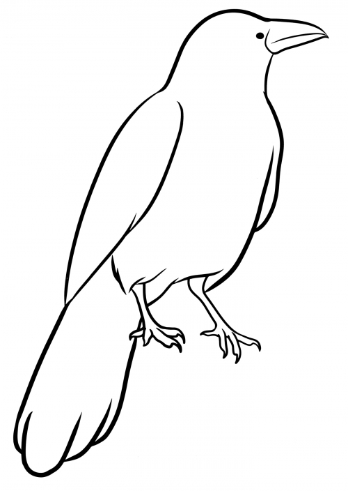 Realistic crow coloring page