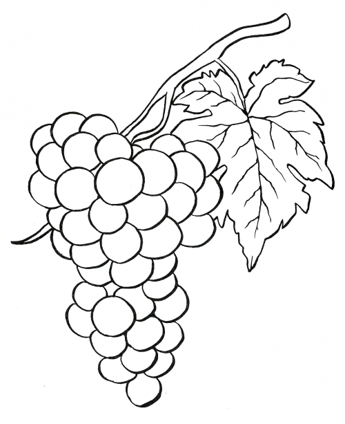 Green grapes coloring page
