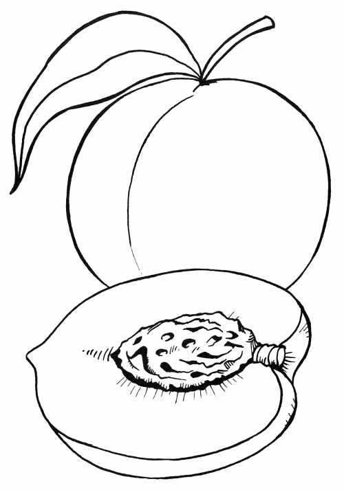 Sweet peach coloring page