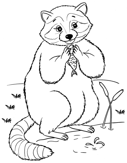 Raccoon with fish coloring page