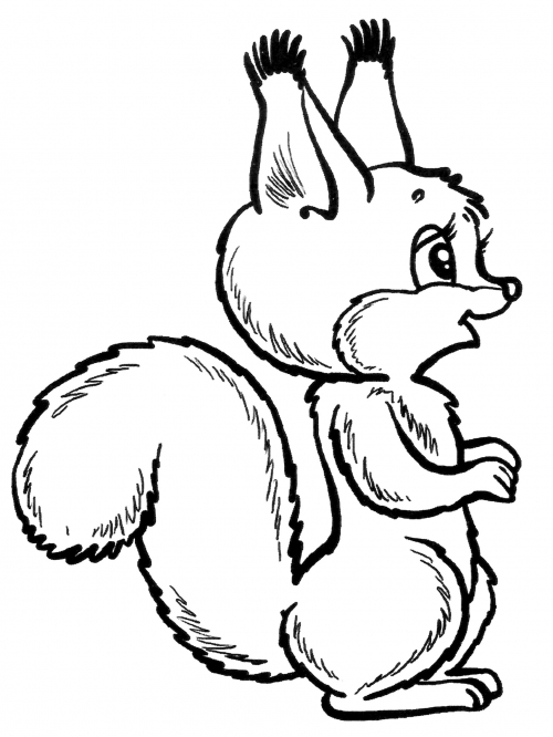 Squirrel with a fluffy tail coloring page