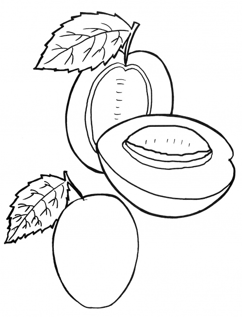 Plum in a slice coloring page